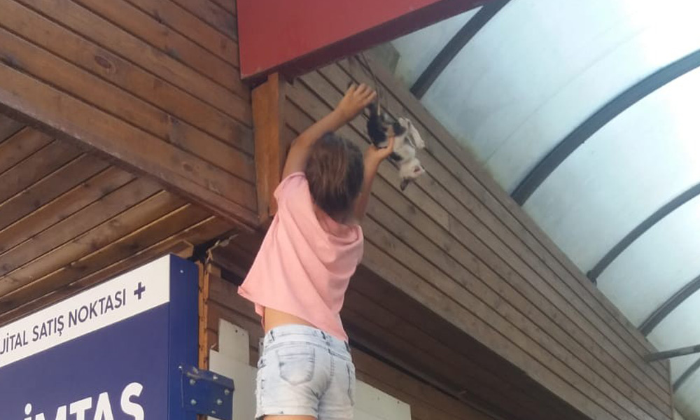 Yağmur, yavru kediyi kurtardı