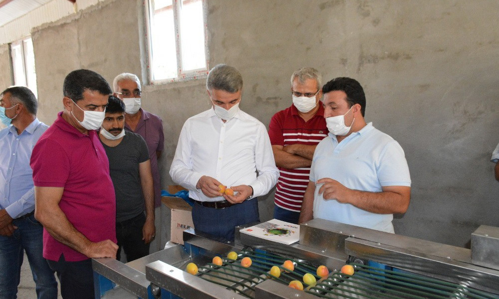 Kayısı ihracatı gelişim gösterdi