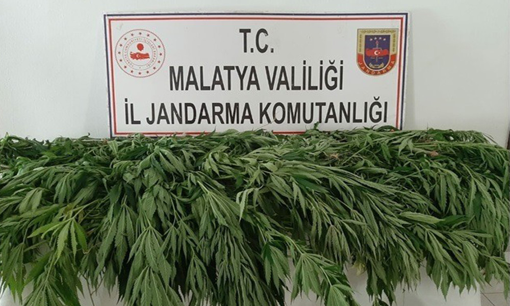 Bin 530 kök kenevir ele geçirildi