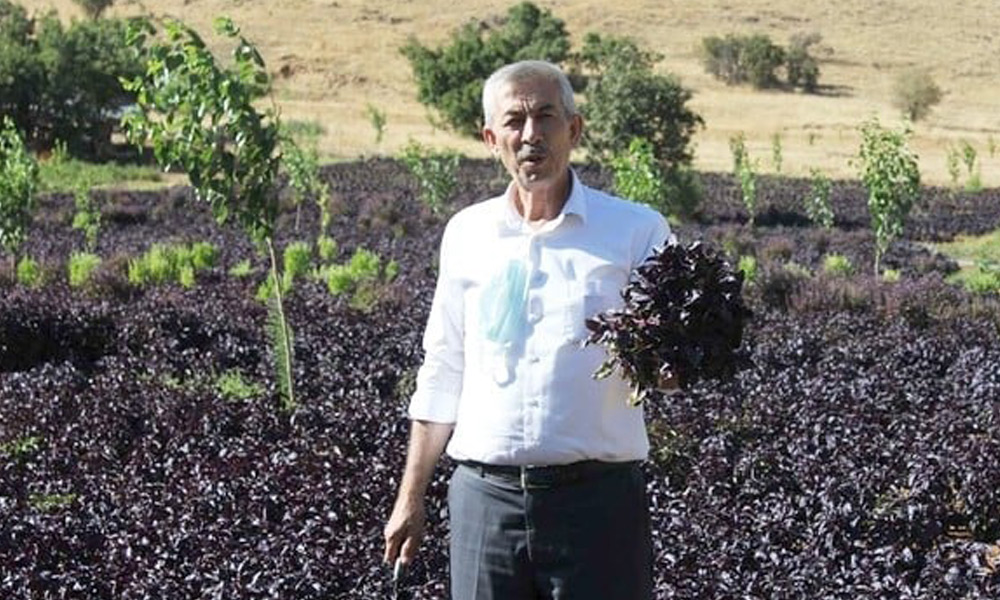 Şimdi de marmelat ve salçası yapılıyor