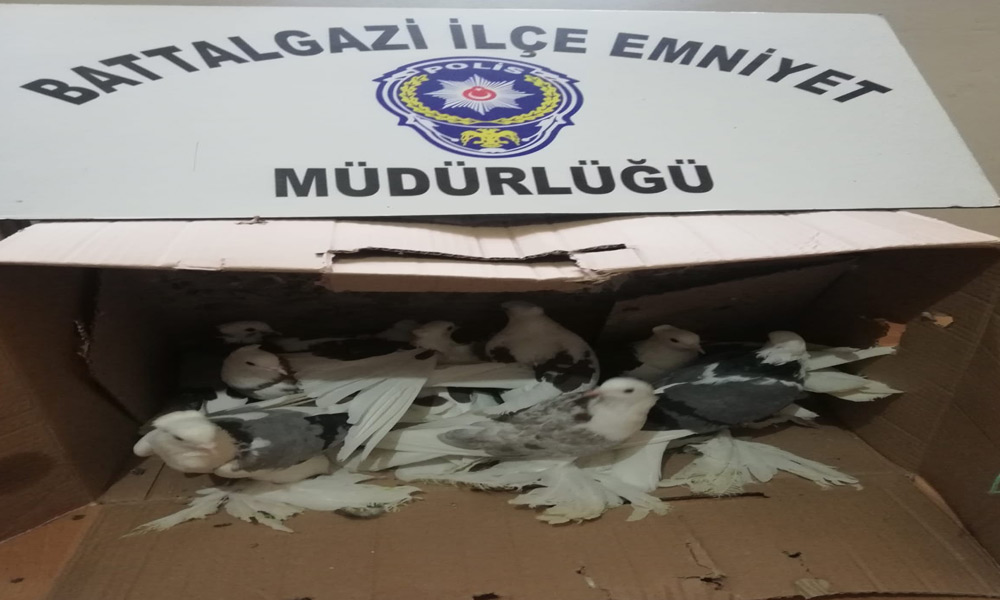 Güvercin hırsızı kıskıvrak!