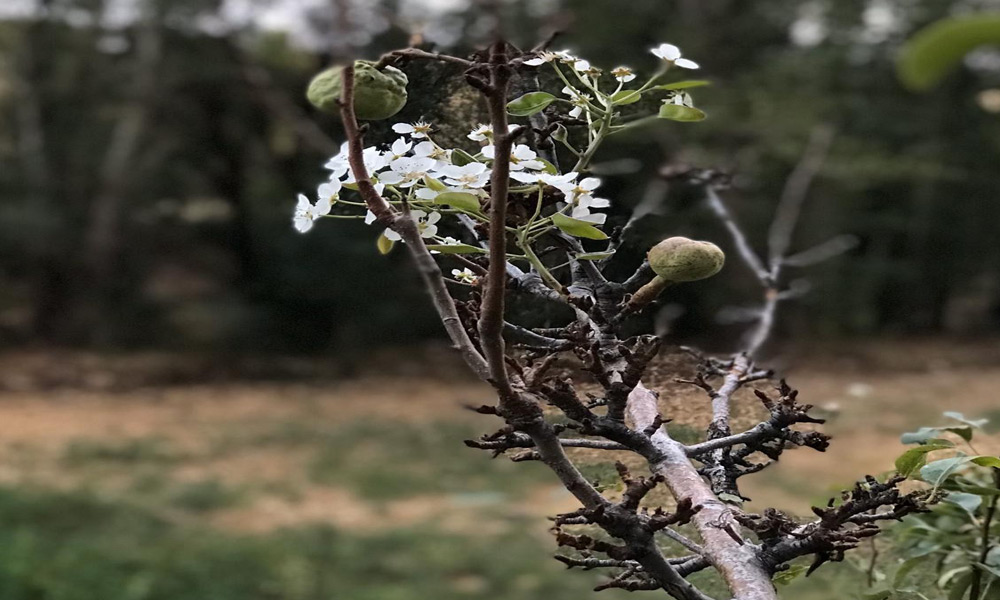Armut ağacı çiçek açtı