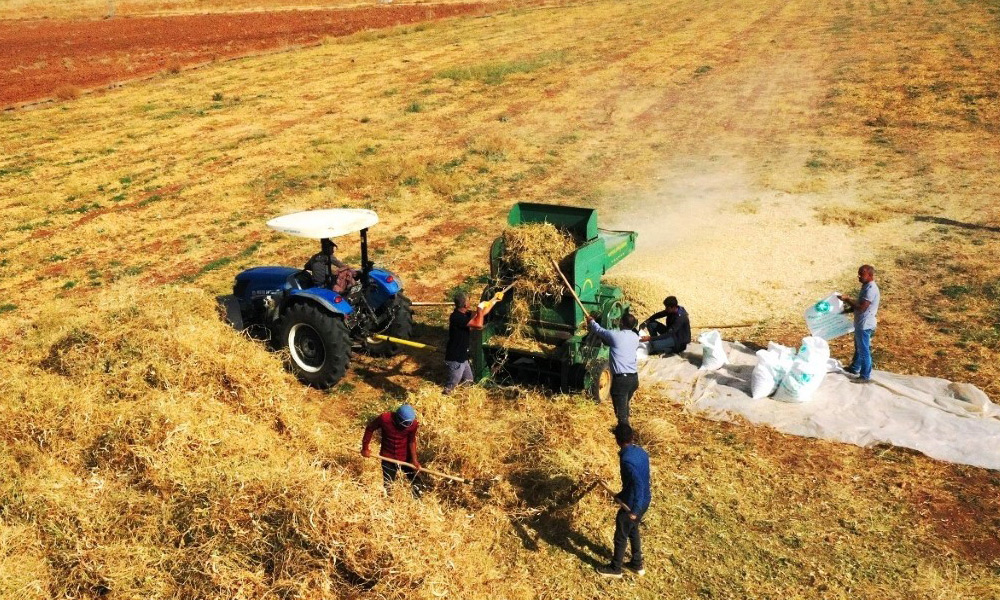 Kamış: Özenle yetiştiriyoruz
