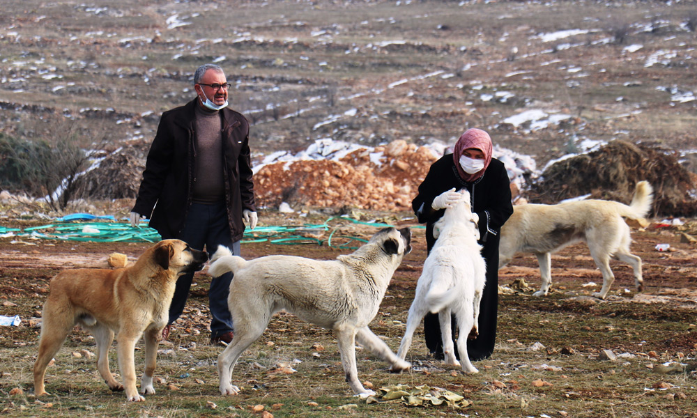 Eli silahlı vicdansızlar sokak köpeğini vurdu!