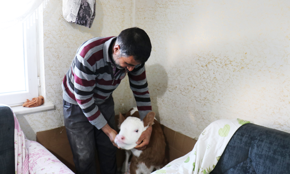 Buzağıyı evinin baş köşesinde besliyor