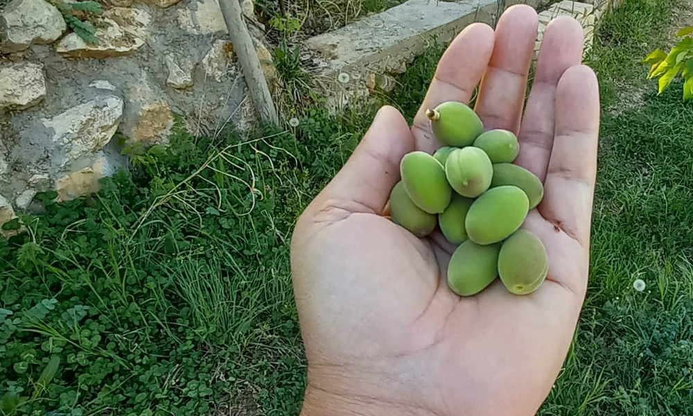 İlk kayısı çağlaları bunlar!..
