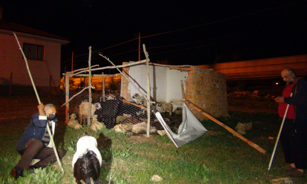 Başıboş köpekler dehşet saçtı