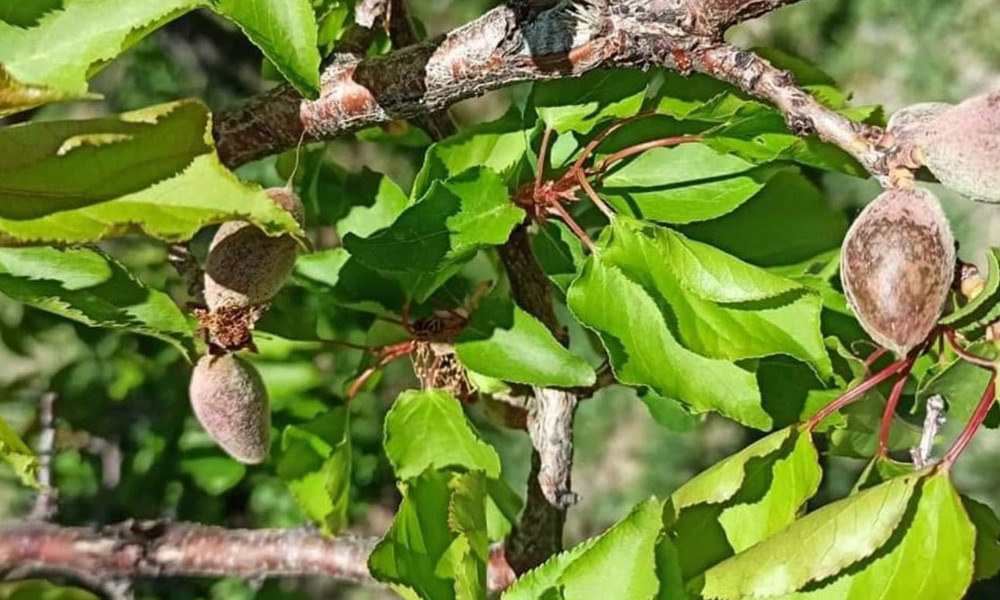 Kayısıdaki zarar görünenin çok üzerinde!