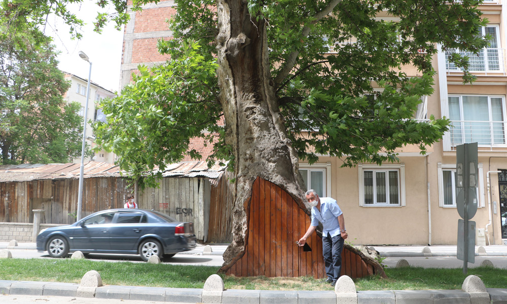 200 yıllık çınar korunuyor