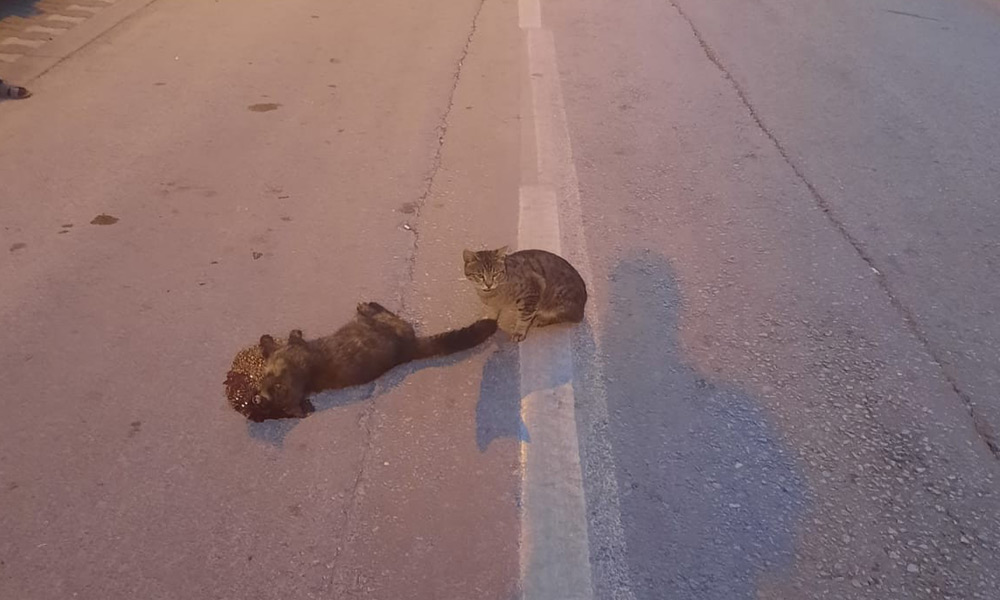Can çekişen arkadaşını bırakmadı!