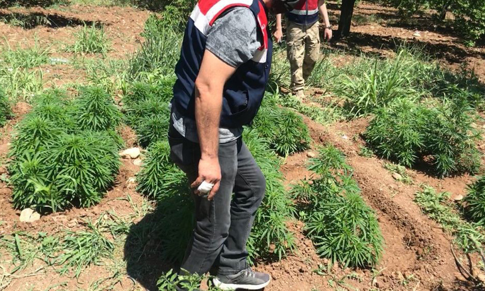 Evin bahçesini kenevir tarlasına çevirmişler
