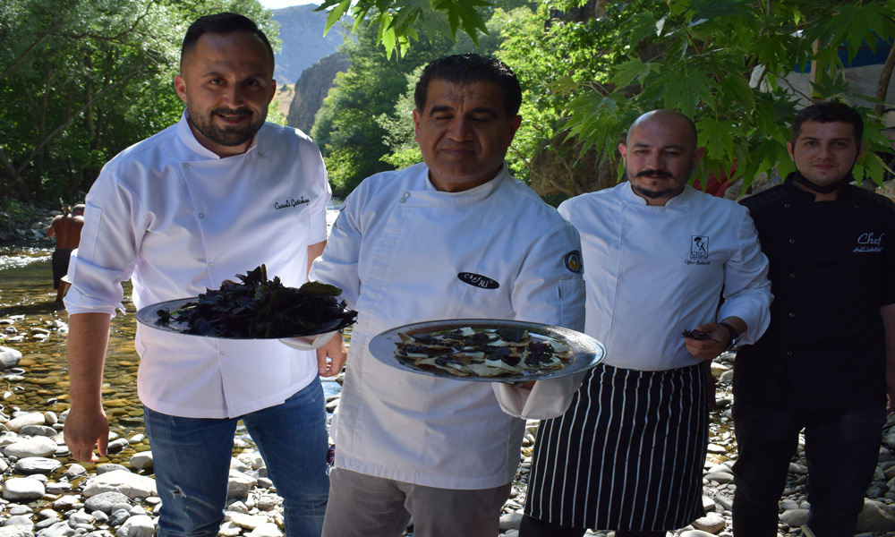 Mor reyhan 'pesto'ya karşı
