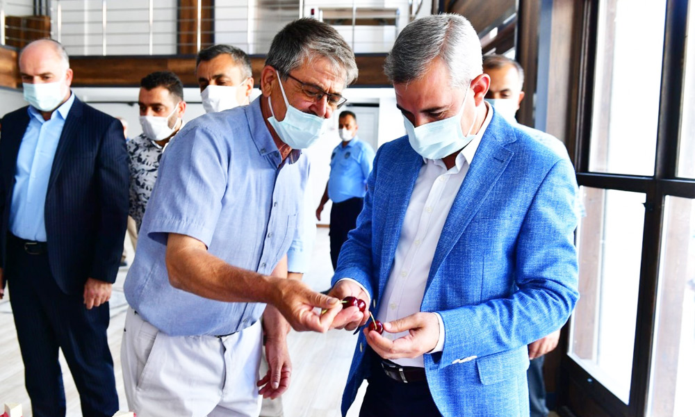 En güzel kirazlar yarışıyor