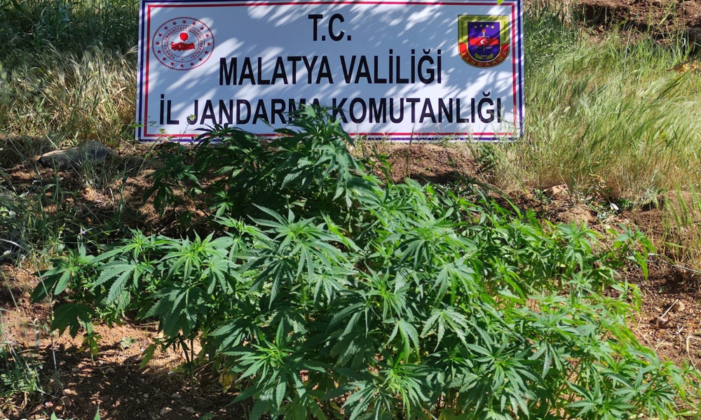 589 kök Hint keneviri ele geçirildi