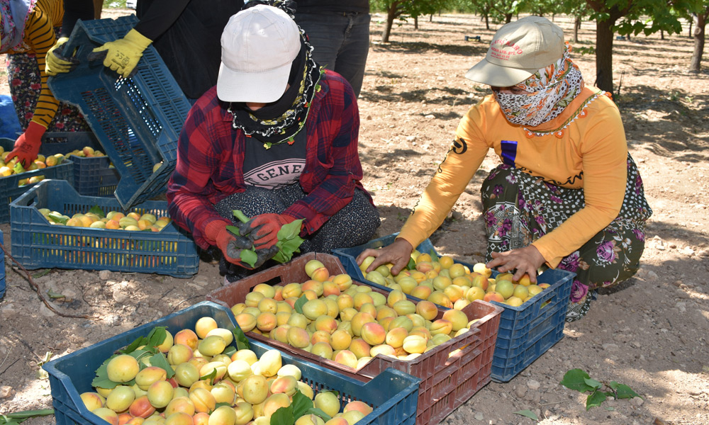 Malatya kayısısı, Pazartesi itibariyle Avrupa’da raflarda olacak