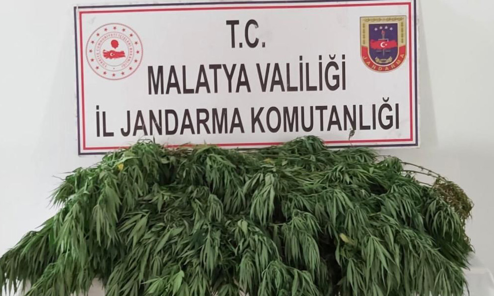 Tarlada kenevir operasyonu!