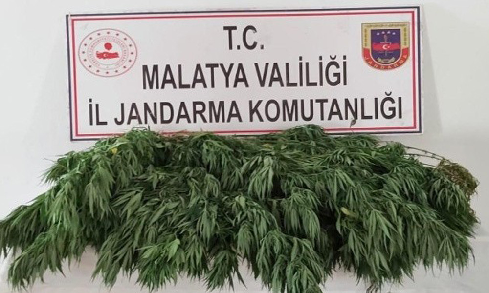 200 kök Hint keneviri ele geçirildi