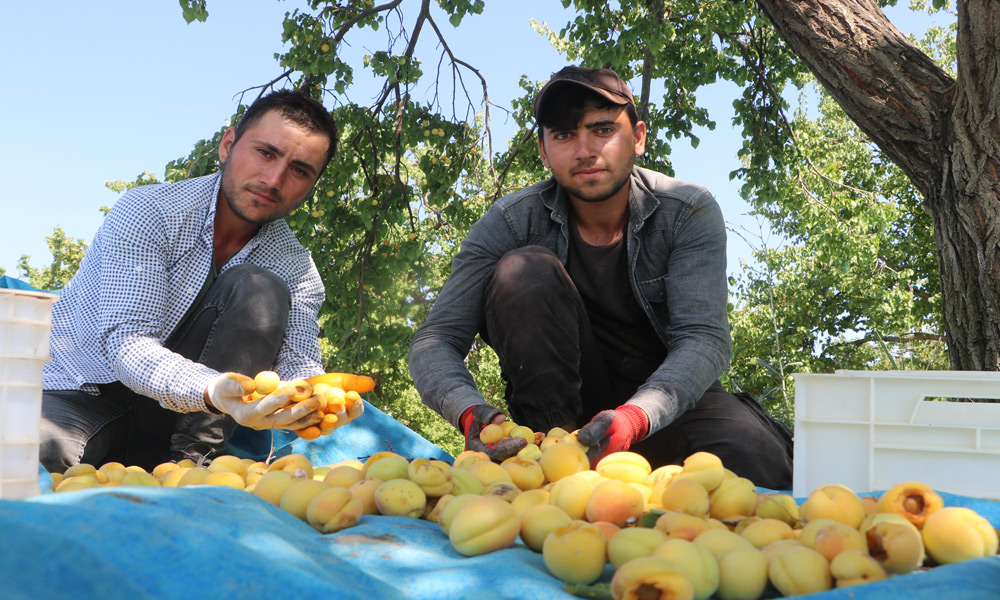 Mevsimlik işçiler zorlu koşullarla çalışıyor