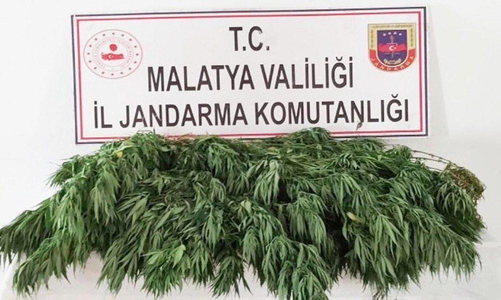 Tarlada kenevir operasyonu!